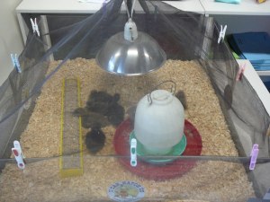 a8e18-ducksatfloreat